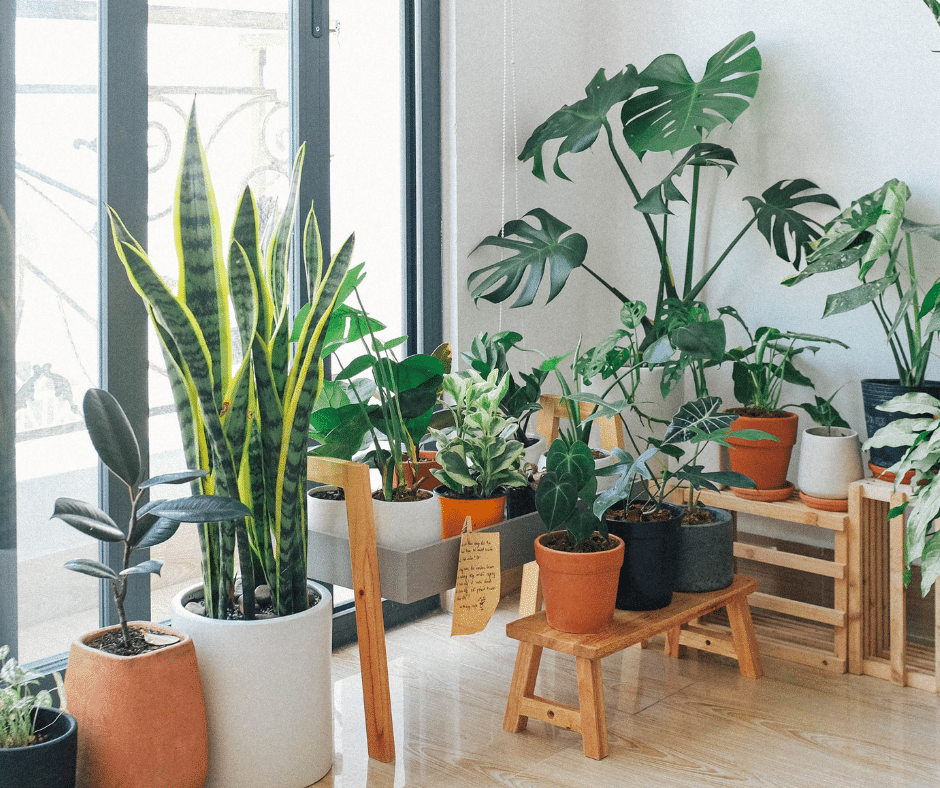 ### Les meilleures plantes d’intérieur pour purifier l’air de votre maison